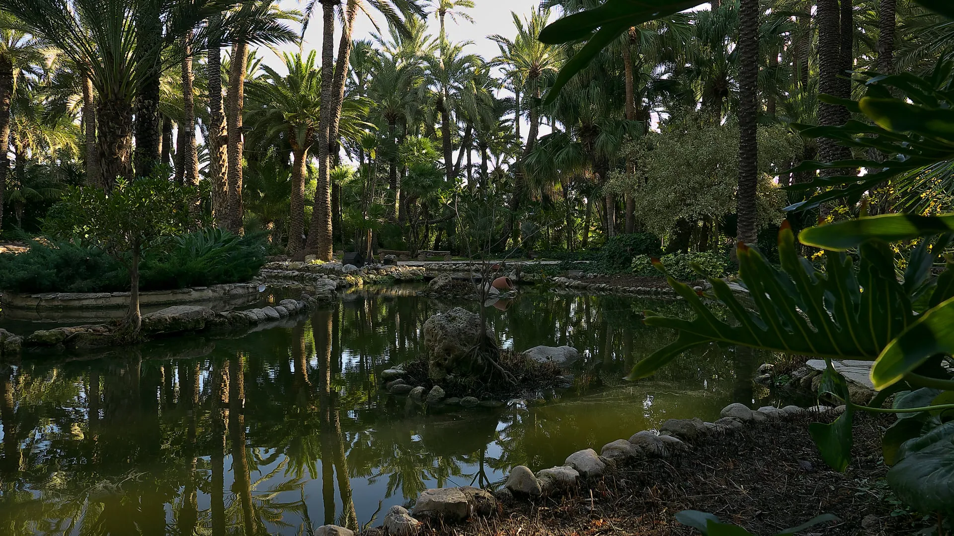 Пальмовая роща Elche